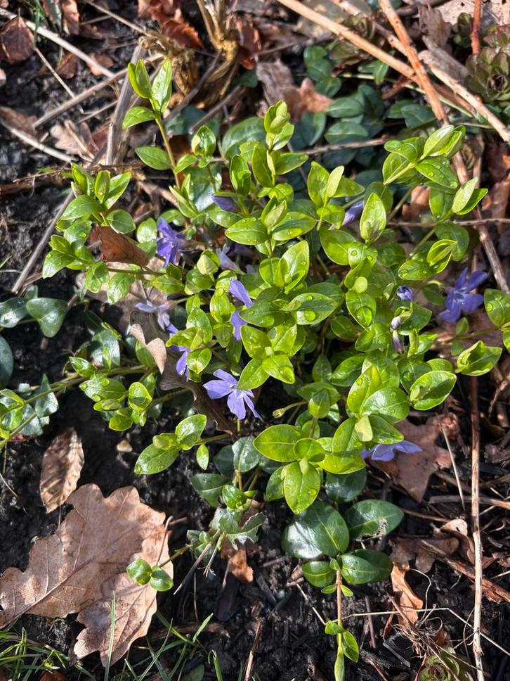 Maagdenpalm 10 stukjes €2,- Bodembedekker met paarse bloemen, Tuin en Terras, Planten | Tuinplanten, Vaste plant, Bodembedekkers