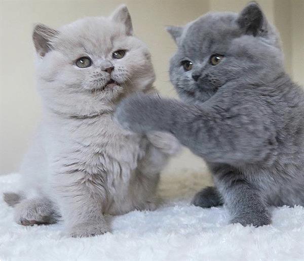 GEZOCHT!!! Britse Korthaar kitten Lilac, Dieren en Toebehoren, Katten en Kittens | Raskatten | Korthaar, Poes