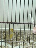 Te koop gevraagd, Dieren en Toebehoren, Vogels | Kanaries, Vrouwelijk, Kleurkanarie