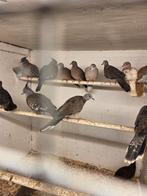 Australische kuif duiven, Meerdere dieren, Overige soorten