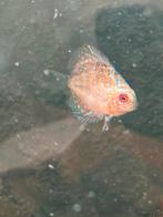 Mooie discus jongkie nog, Dieren en Toebehoren, Vissen | Aquariumvissen, Vis
