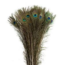 Pauwenveren in 5 maten, echte mooie veren, Minder dan 50 cm, Nieuw, Ophalen of Verzenden, 75 cm of meer