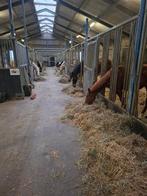 veulenopfok te koop op prachtige locatie, Dieren en Toebehoren, Stalling en Weidegang, Weidegang, 4 paarden of pony's of meer