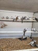 Diverse tropische  duifjes, Meerdere dieren, Overige soorten