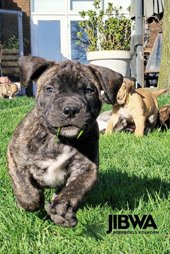 Boerboel pups met SABBS stamboom, Parvo, Overige rassen, 8 tot 15 weken, Meerdere