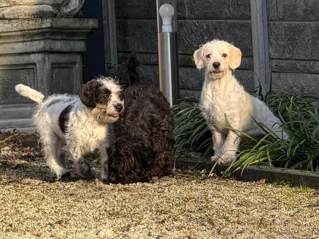 2 leuke vrolijke maltipoo pups, Dieren en Toebehoren, Honden | Chihuahua's en Gezelschapshonden, 15 weken tot 1 jaar, Parvo, Meerdere