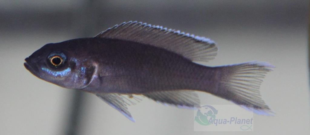 Lamprologus brichardi, Dieren en Toebehoren, Vis, Zoetwatervis