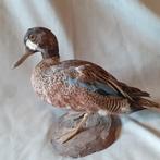 Opgezette blauwvleugeltaling, eend,  taling, Ophalen of Verzenden, Gebruikt, Vogel, Opgezet dier