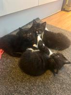 Kittens kat kitten, Ophalen