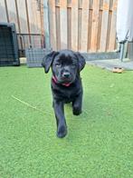 Zwarte labradors, Dieren en Toebehoren, Honden | Retrievers, Spaniëls en Waterhonden, Parvo, 8 tot 15 weken, Labrador retriever