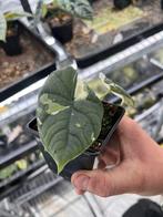 Alocasia Melo albo variegata, Overige soorten, Vaste plant, Ophalen of Verzenden, Bloeit niet
