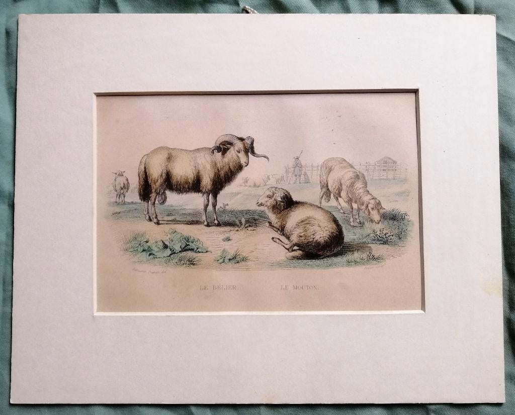 Franse staalgravure van ca. 1850 Ram met schapen, Antiek en Kunst, Kunst | Etsen en Gravures, 1800 - 1899, Ophalen of Verzenden