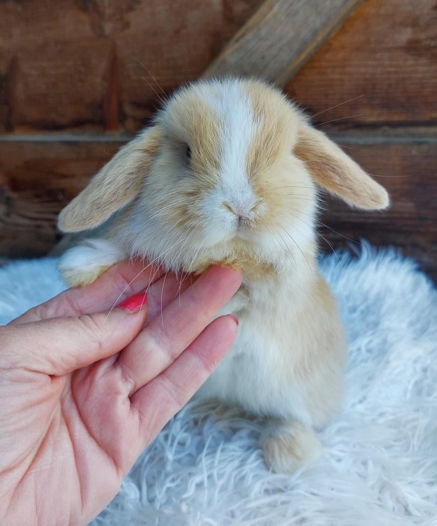 Minilop konijn, Mannelijk, Klein, Hangoor, 0 tot 2 jaar