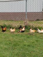 Chabo krielkipjes, Dieren en Toebehoren, Mannelijk, Kip