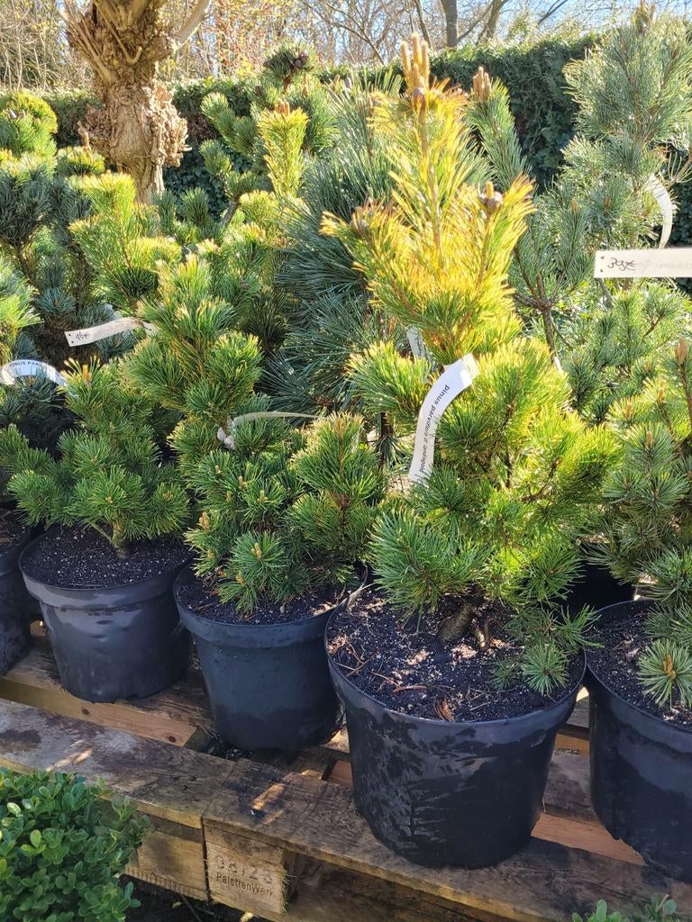 Pinus Parviflora 'Landis Gold' - Japanse Witte Dwergden, Tuin en Terras, Planten | Bomen, Bloeit niet, Overige soorten, Minder dan 100 cm