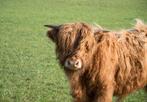 Schotse hooglander stier, Mannelijk, 0 tot 2 jaar