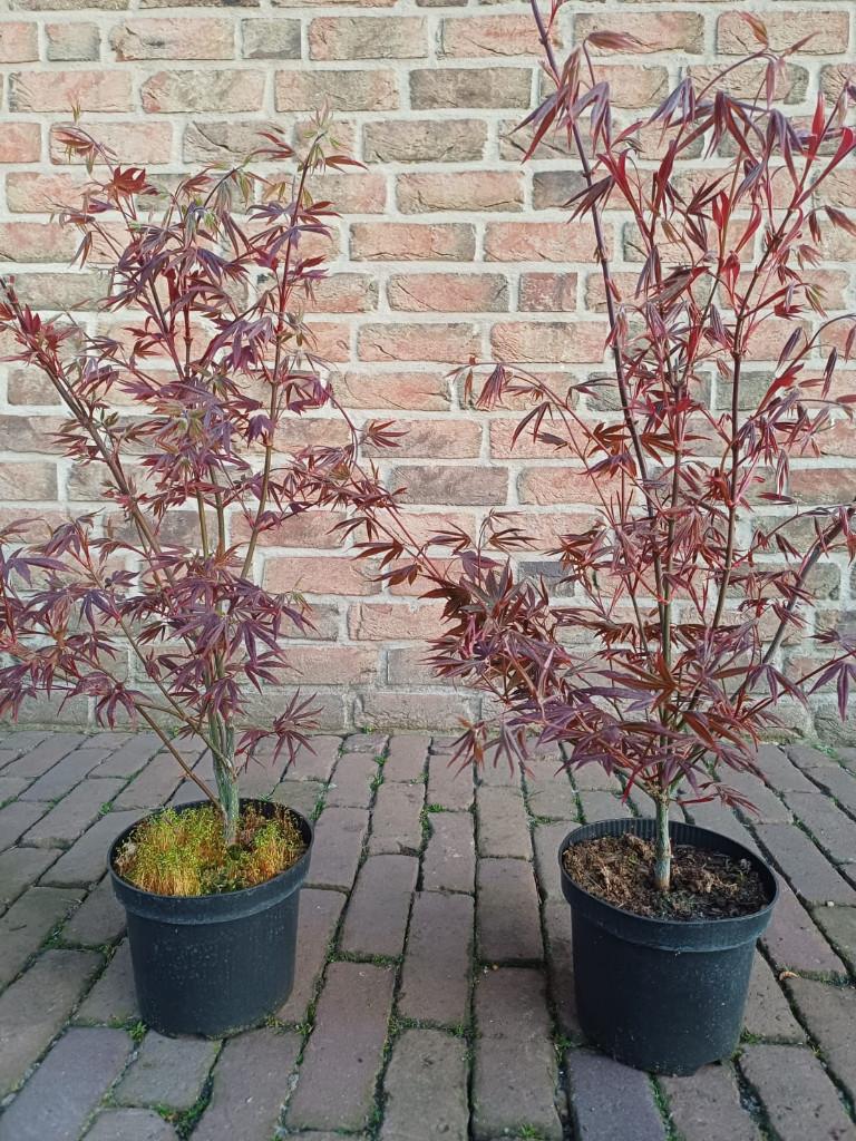 Voorjaarspracht, Ophalen, Vaste plant, Overige soorten, Halfschaduw