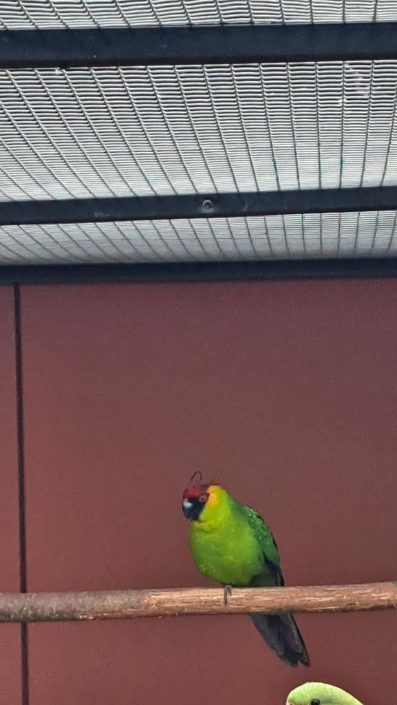 Hoornparkiet, Dieren en Toebehoren, Vogels | Parkieten en Papegaaien, Mannelijk, Parkiet