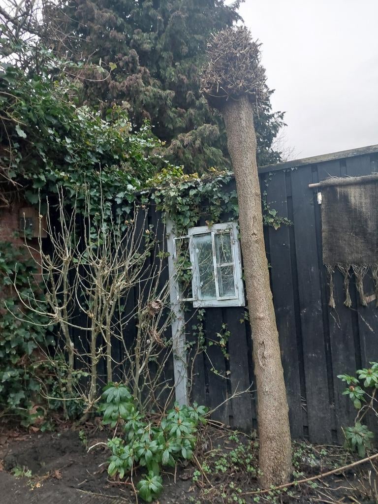 Bolcatalpa, Tuin en Terras, Ophalen, Volle zon, Overige soorten