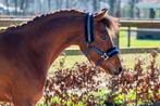 Te koop: Talentvolle 3 jarige pony, Dieren en Toebehoren, Met stamboom, Ruin, Dressuurpony, 3 tot 6 jaar