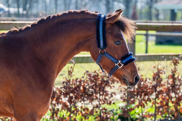 Te koop: Talentvolle 3 jarige pony, Dieren en Toebehoren, Pony's, Ruin, Onbeleerd, C pony (1.27m tot 1.37m), Dressuurpony, 3 tot 6 jaar