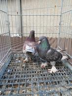 Takla koppel, Dieren en Toebehoren, Vogels | Duiven, Meerdere dieren, Overige soorten