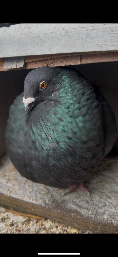 Gaditano Doffer Andalusisch blauw, Dieren en Toebehoren, Vogels | Duiven, Mannelijk, Kropper