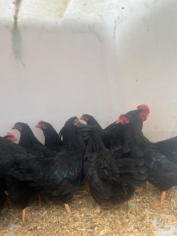 Prachtige mooie wyandotte krielen, Dieren en Toebehoren, Pluimvee