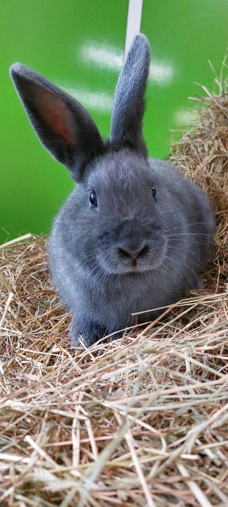 Mannetjes konijn, Dieren en Toebehoren, Mannelijk, Middelgroot, 0 tot 2 jaar
