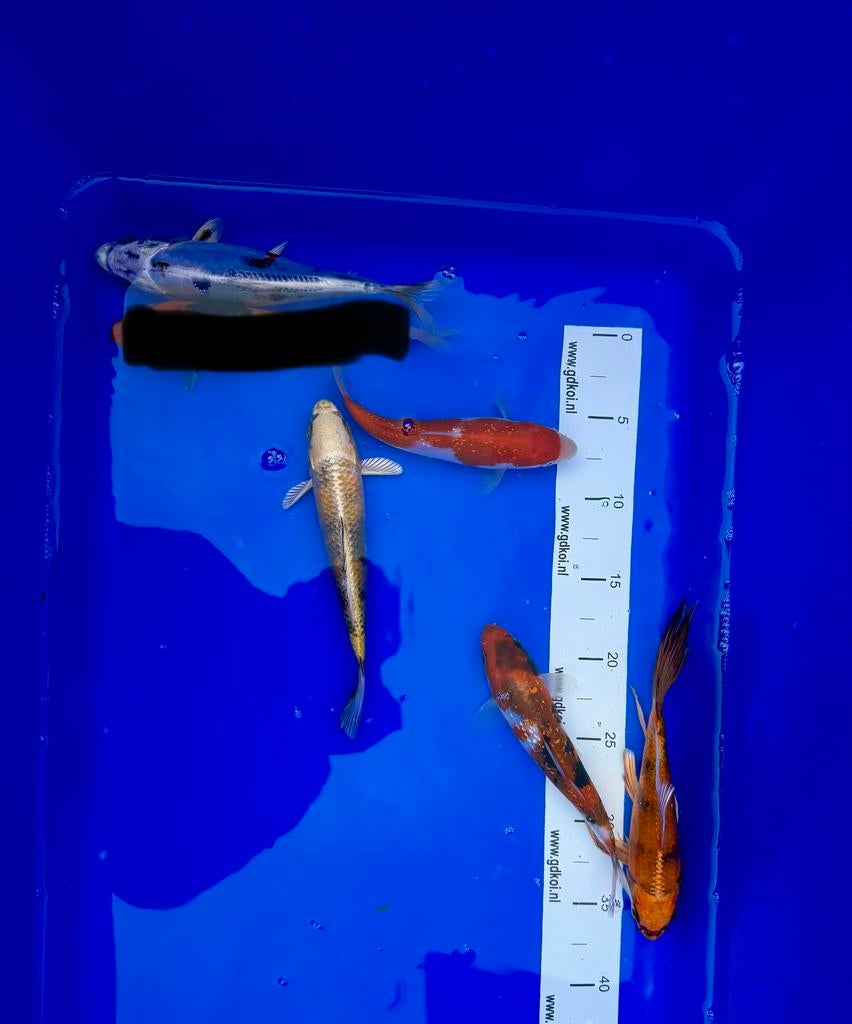 Koi karper 16x, Dieren en Toebehoren, Vissen | Vijvervissen, Karper of Koi