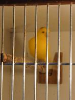 kanarie  Man, Dieren en Toebehoren, Vogels | Kanaries, Mannelijk, Zangkanarie