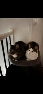 2 katten europese korthaar, Dieren en Toebehoren, Kater, Gechipt