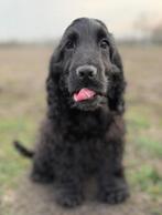 Cocker spaniel pup, Particulier, 15 weken tot 1 jaar, Reu, Buitenland