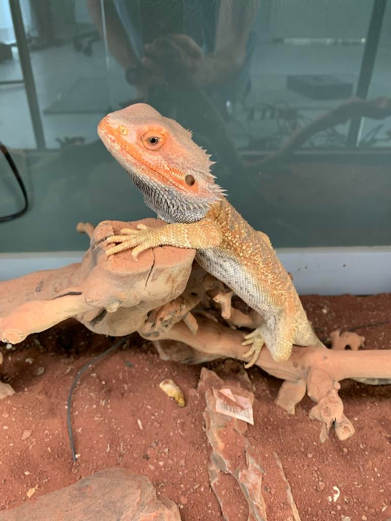 2 baardagamen aangeboden (mannetje en vrouwtje), Dieren en Toebehoren, 0 tot 2 jaar