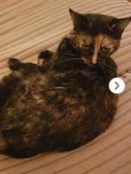 Gezocht: Kortharig HTK Schildpad Kitten, Poes, Kortharig, 0 tot 2 jaar