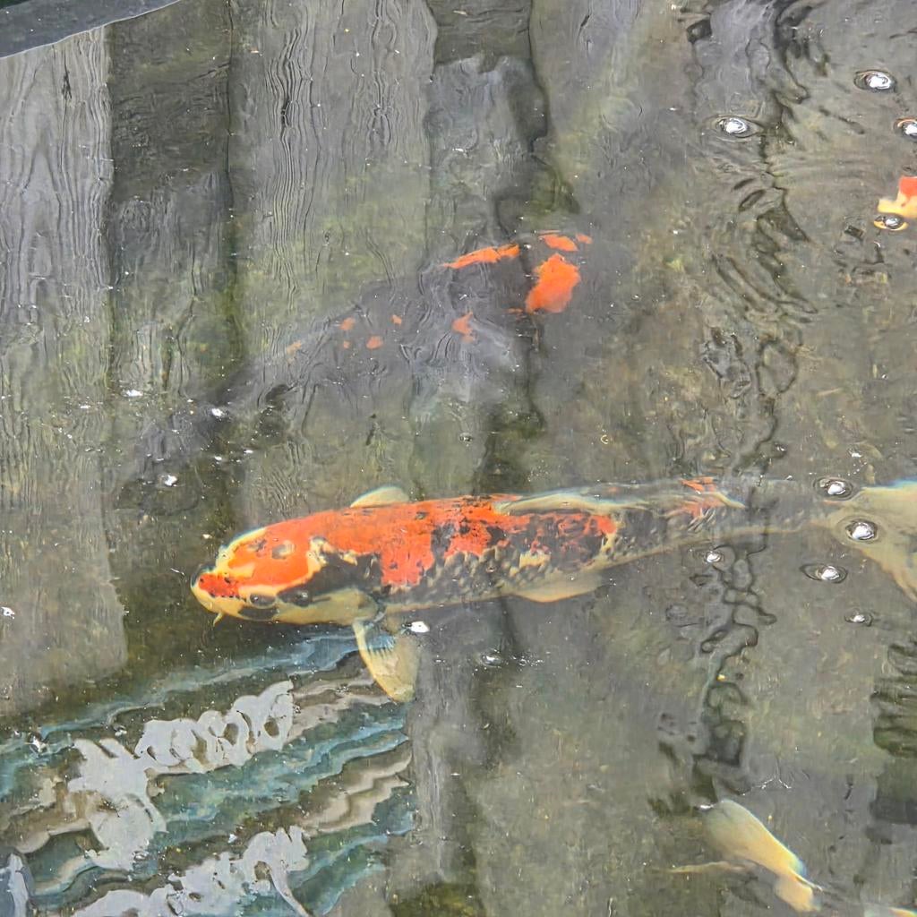 Koi karper 45 cm, Karper of Koi