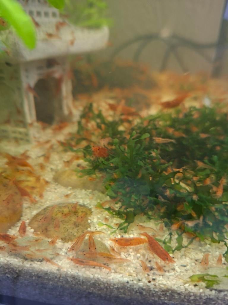 Jonge vuurgarnalen (Red Sakura) 1 cm, Kreeft, Krab of Garnaal