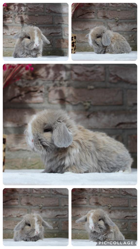 Minilop baby konijn, Dieren en Toebehoren, Konijnen, Mannelijk, Dwerg