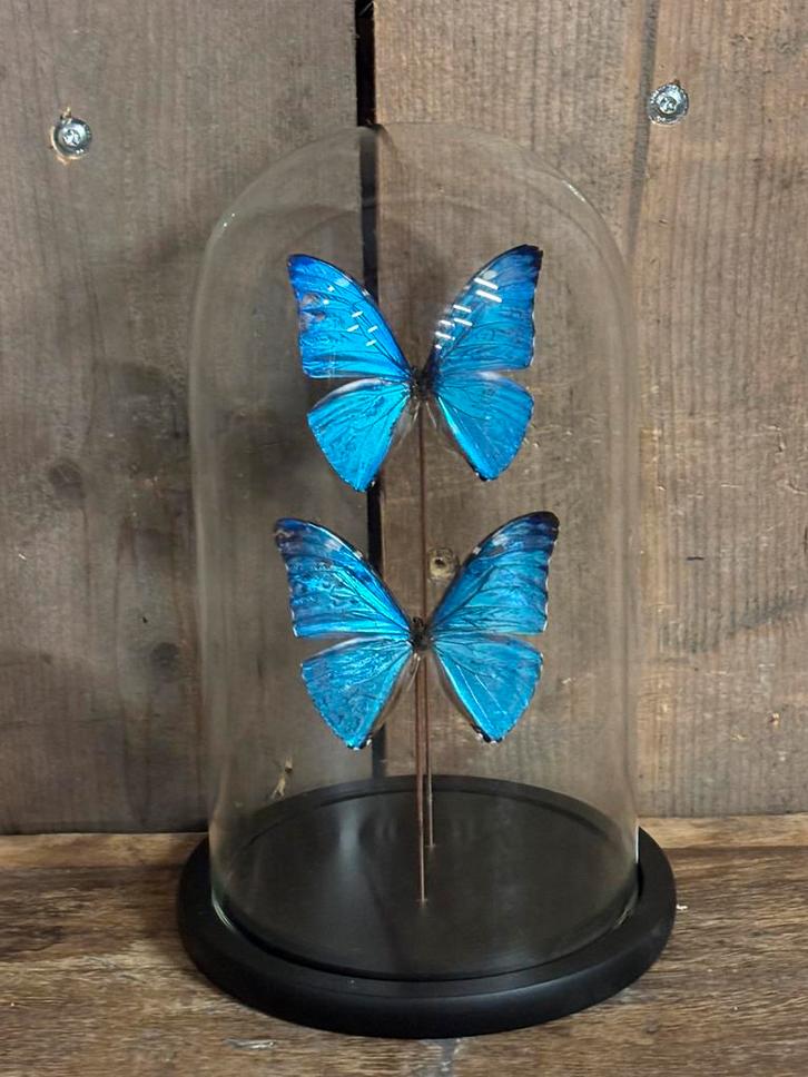 Stolp met twee opgezette vlinders (morpho), Verzamelen, Dierenverzamelingen, Nieuw, Opgezet dier, Ophalen of Verzenden