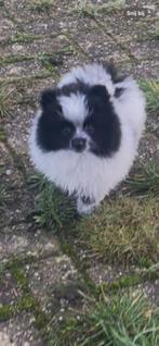 Dwergkees pomeriaan pup, Keeshond, CDV (hondenziekte), 8 tot 15 weken, Teef