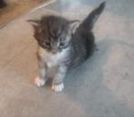 Maine Coon kittens te koop, Meerdere dieren, 0 tot 2 jaar