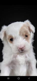 Kleiner dan de mini! Labradoodle, Dieren en Toebehoren, Honden | Niet-rashonden, Rabiës (hondsdolheid), 8 tot 15 weken, Teef, Eén hond