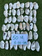50 oesterschelpen L 6-10 cm, Hobby en Vrije tijd, Ophalen of Verzenden, Zo goed als nieuw