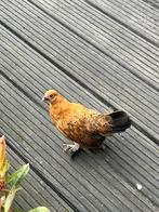 Sabelpoot kriel hennetje, Dieren en Toebehoren, Pluimvee, Vrouwelijk, Kip