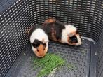 Jonge cavias te koop, Dieren en Toebehoren, Knaagdieren, Juli, Vrouwelijk, Cavia