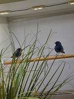 Papegaaiamadine Forbes koppel, Dieren en Toebehoren, Vogels | Overige Vogels, Meerdere dieren, Tropenvogel, Geringd