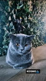 Britse Korthaar dekkater met stamboom – HCM/PKD getest – 3 j, Dieren en Toebehoren, Katten en Kittens | Dekkaters, 3 tot 5 jaar