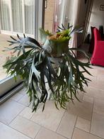 Hertshoorn, Overige soorten, In pot, Minder dan 100 cm, Groene kamerplant