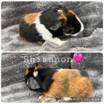 Twee mooie ch-teddy dames, Dieren en Toebehoren, Cavia, Vrouwelijk, Tam, September