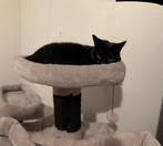 Black beauty Fendi, Dieren en Toebehoren, 0 tot 2 jaar